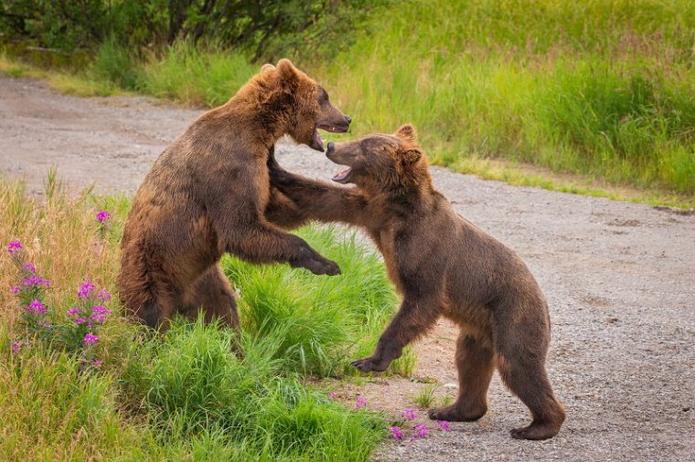 159 Katmai NP, bruine beren.jpg